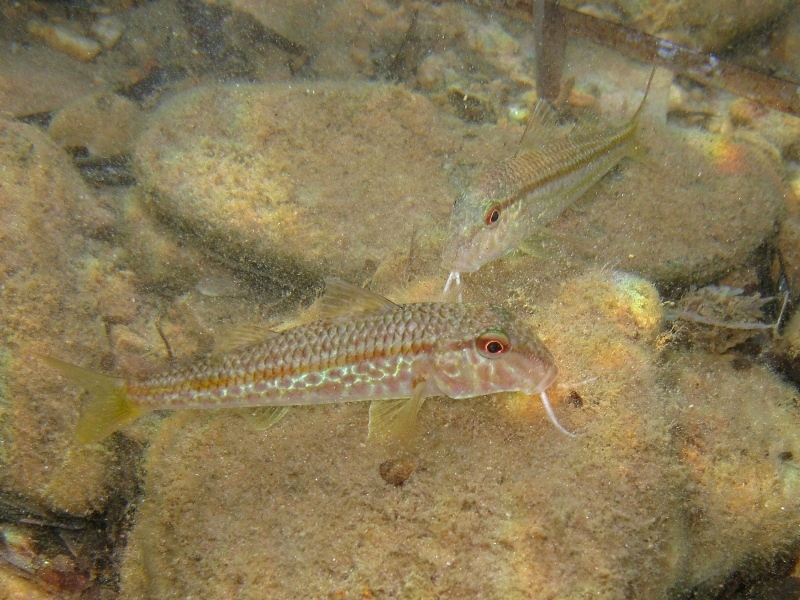 Mullus barbatus (Linnaeus, 1758)